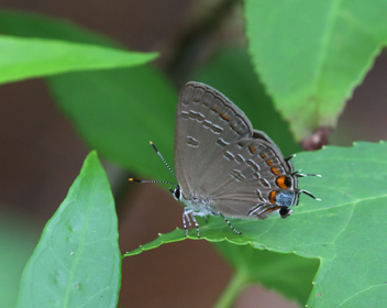 King's Hairstreak